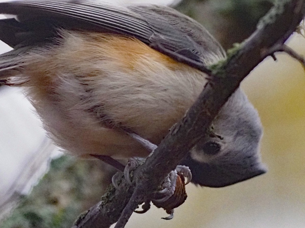 Tufted Titmouse - ML645326600