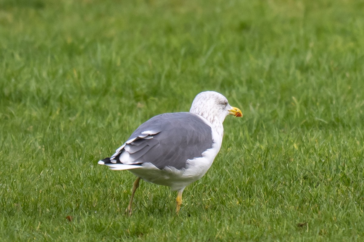 Goéland brun - ML645326613