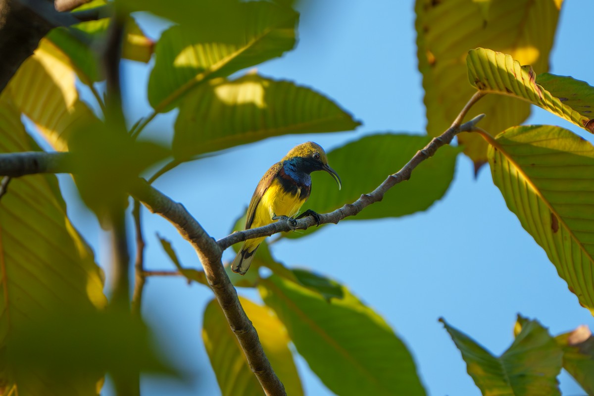 Souimanga orné - ML645326616