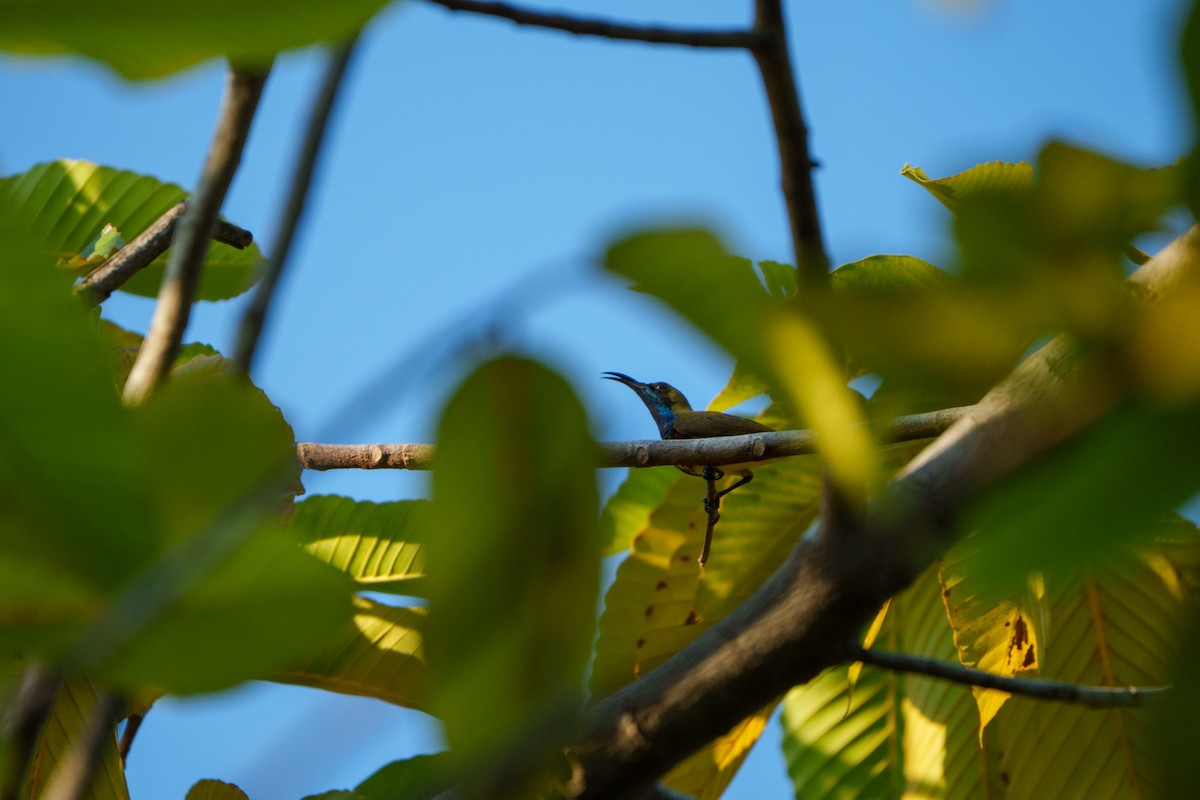 Souimanga orné - ML645326617