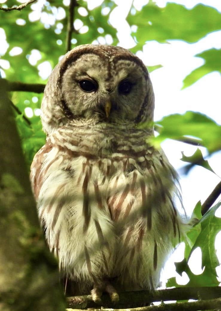 Chouette rayée - ML645326618