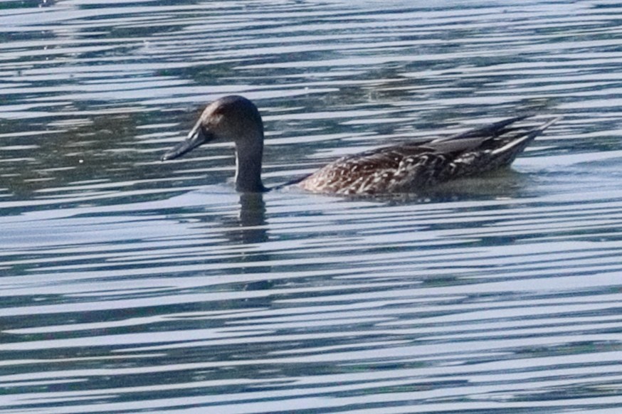 Canard pilet - ML645326619