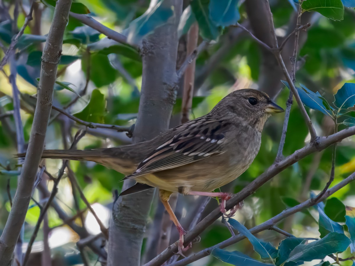Bruant à couronne dorée - ML645326620