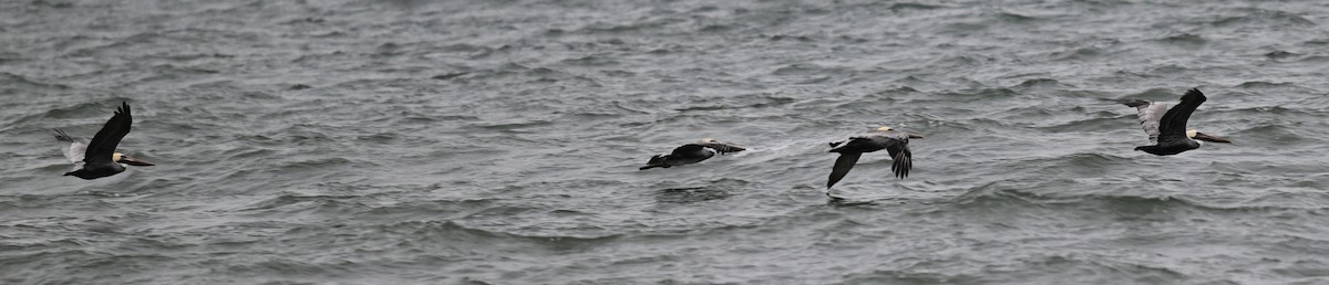 Pélican brun - ML645326621