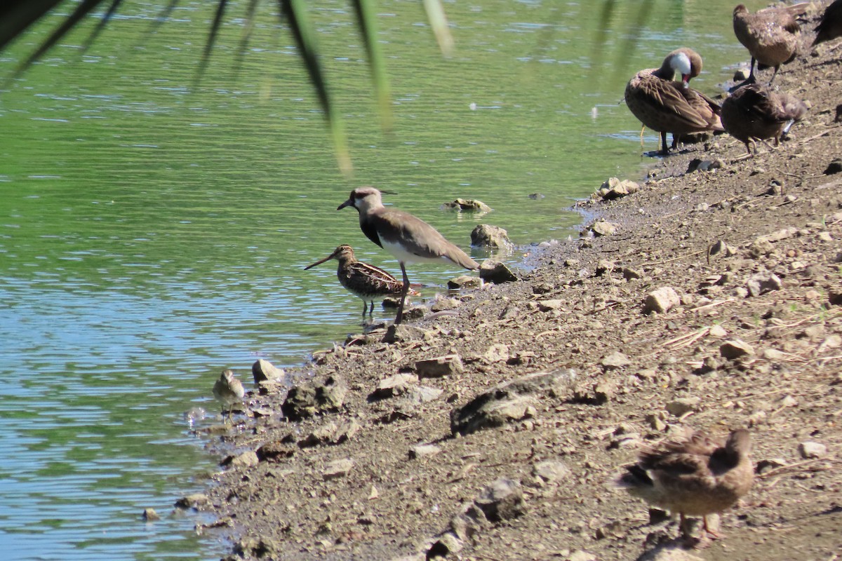 Bécassine de Wilson - ML645326624