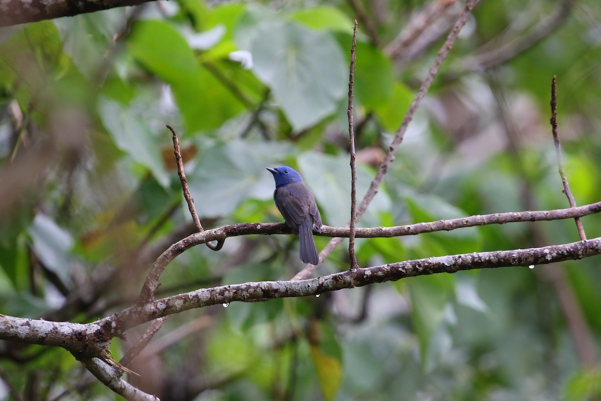 Tchitrec azuré - ML645326625