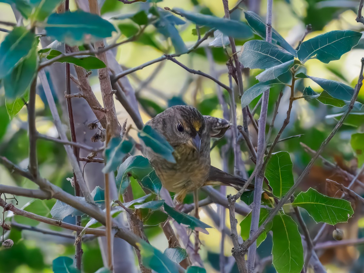 Bruant à couronne dorée - ML645326630