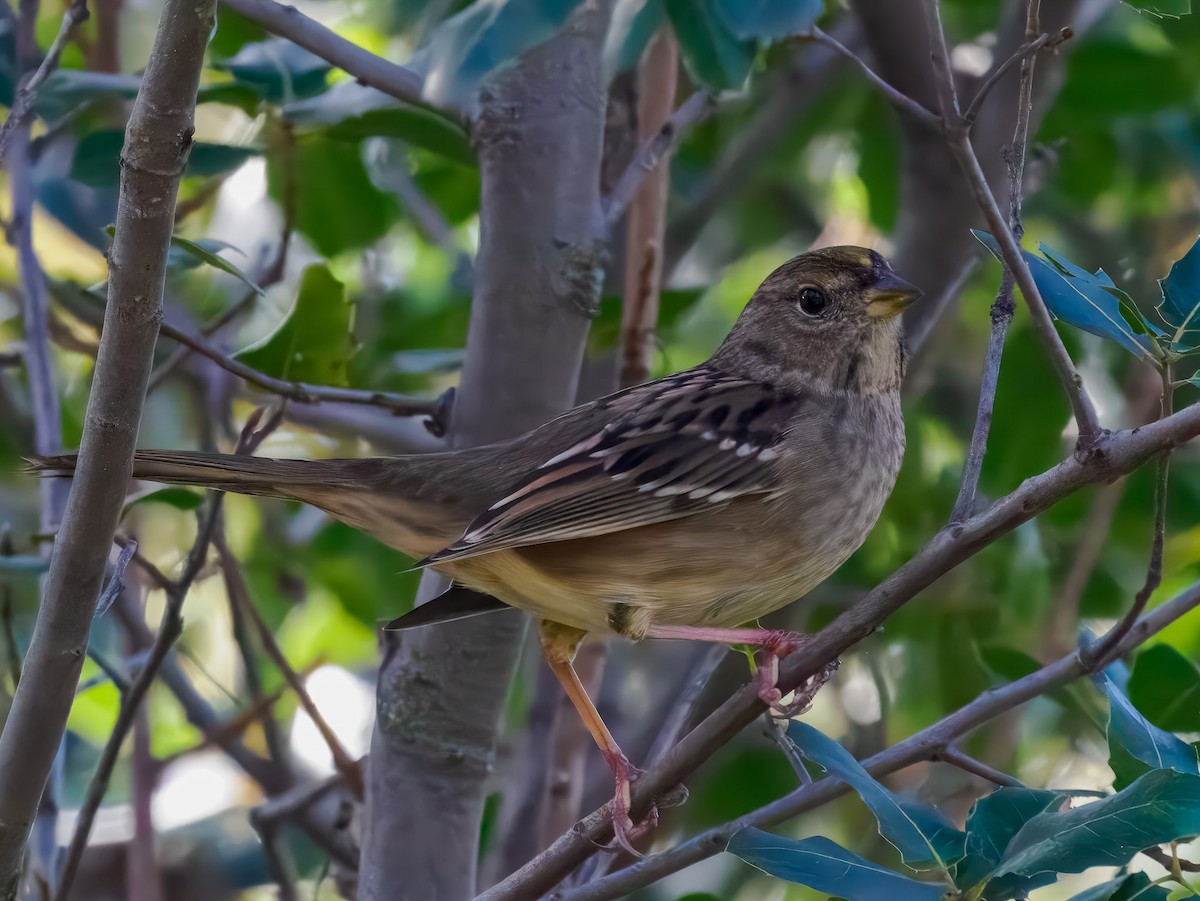 Bruant à couronne dorée - ML645326631