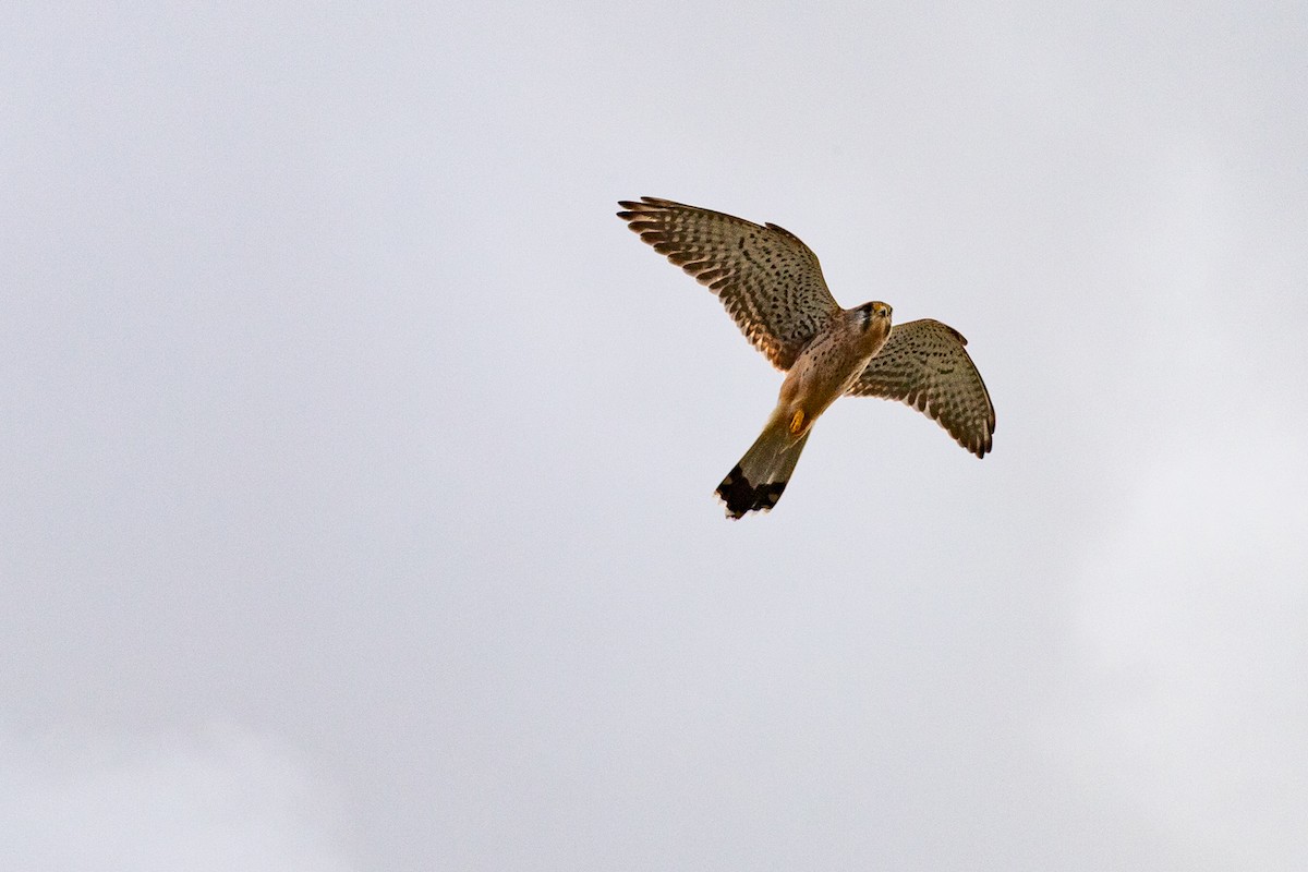 Faucon crécerelle - ML645326632