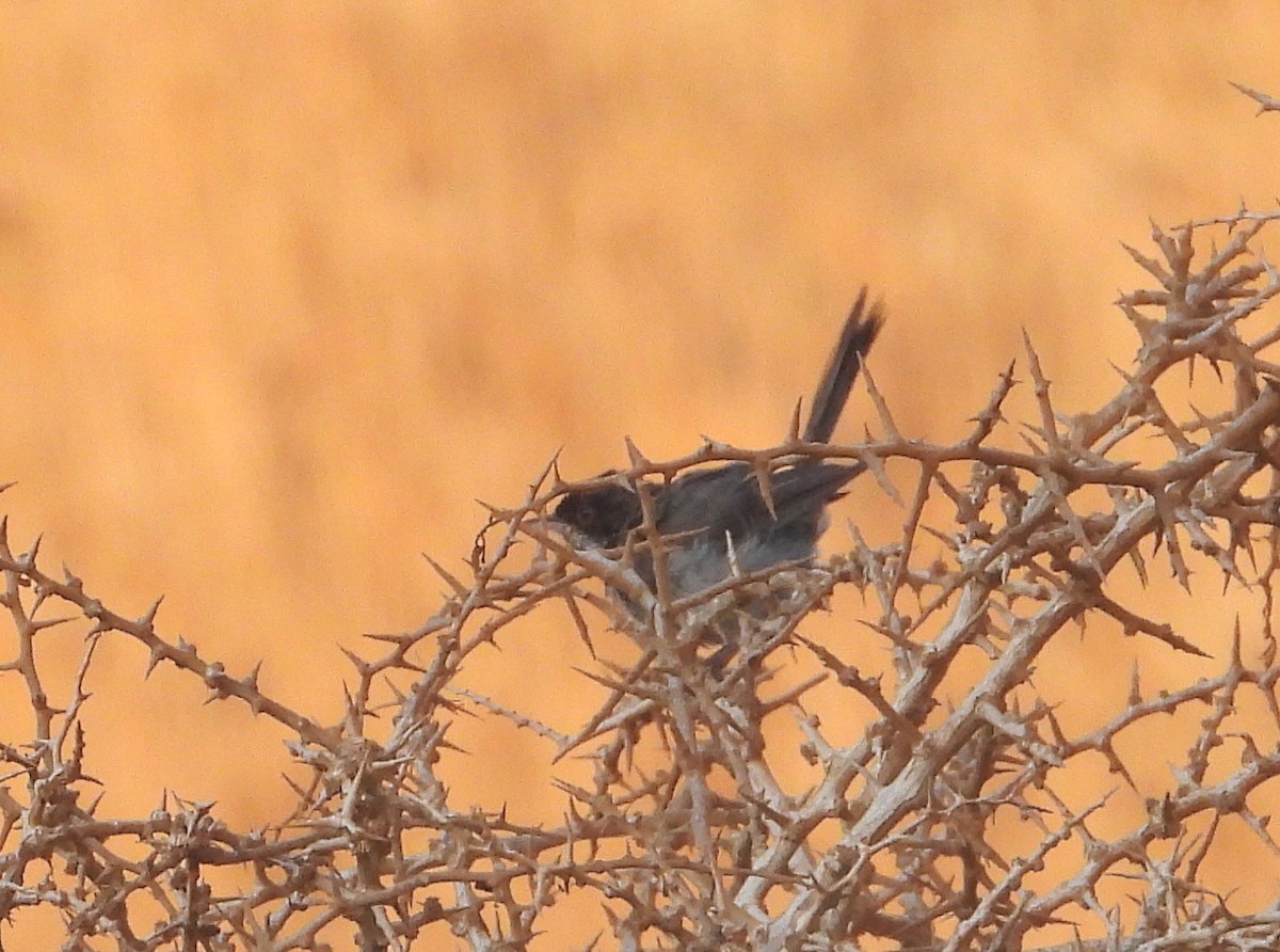 Fauvette de Chypre - ML645326633