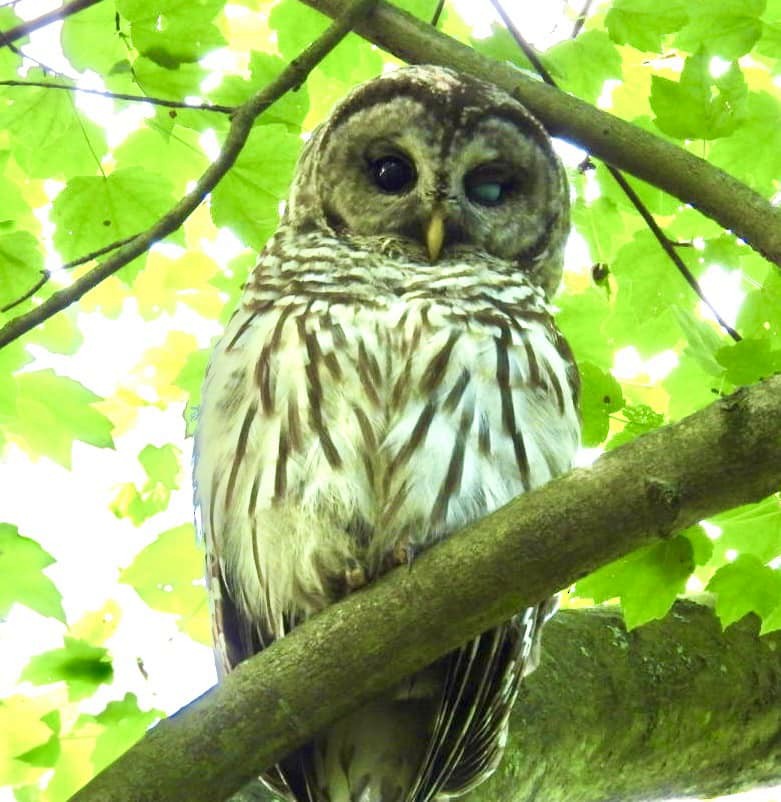 Chouette rayée - ML645326634