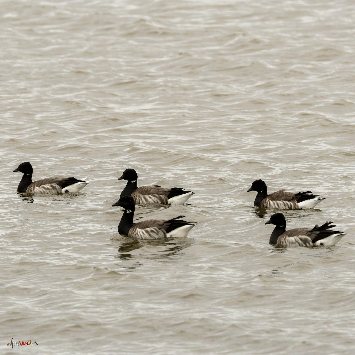 Bernache cravant - ML645326635