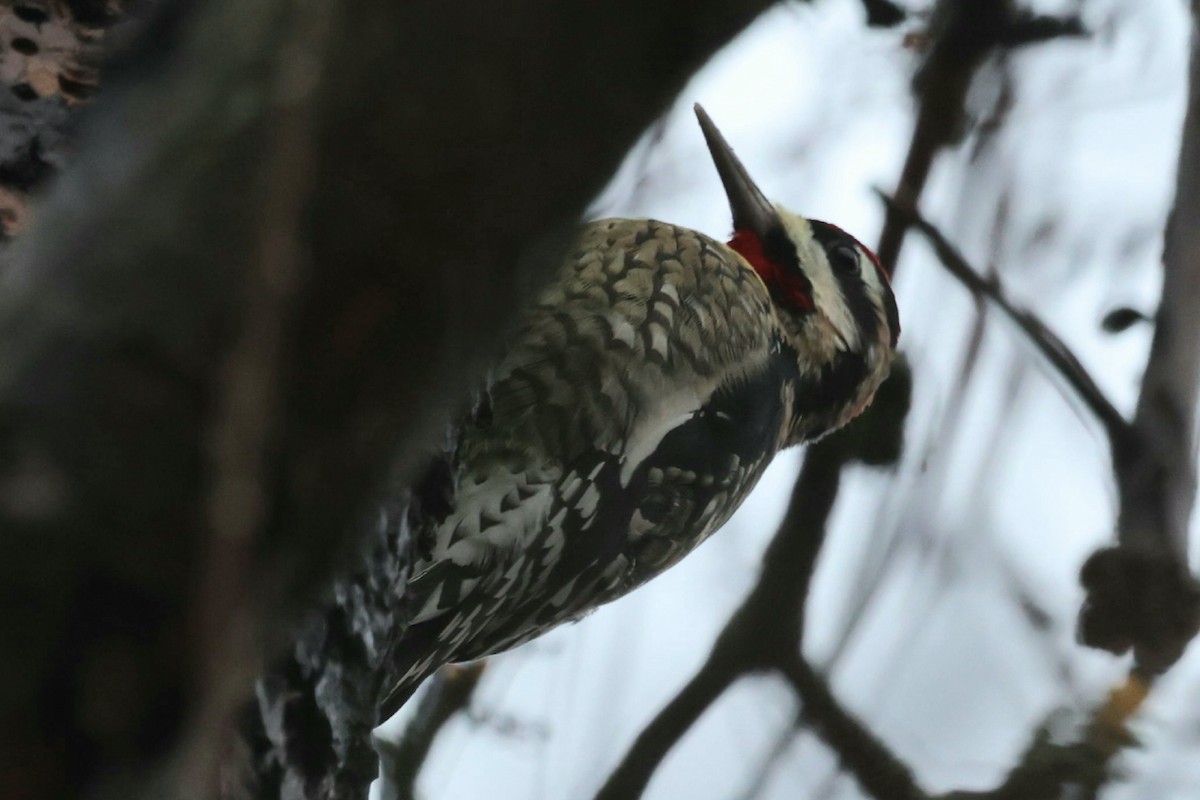 Pic maculé - ML645326641