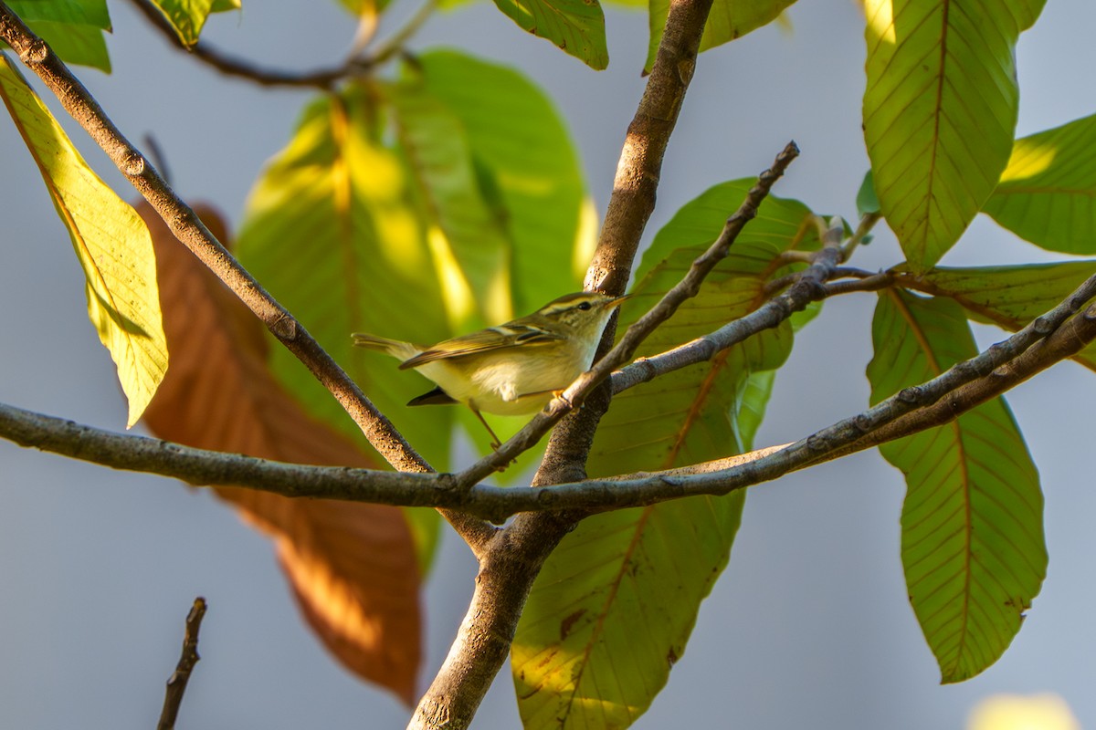Pouillot à grands sourcils - ML645326642