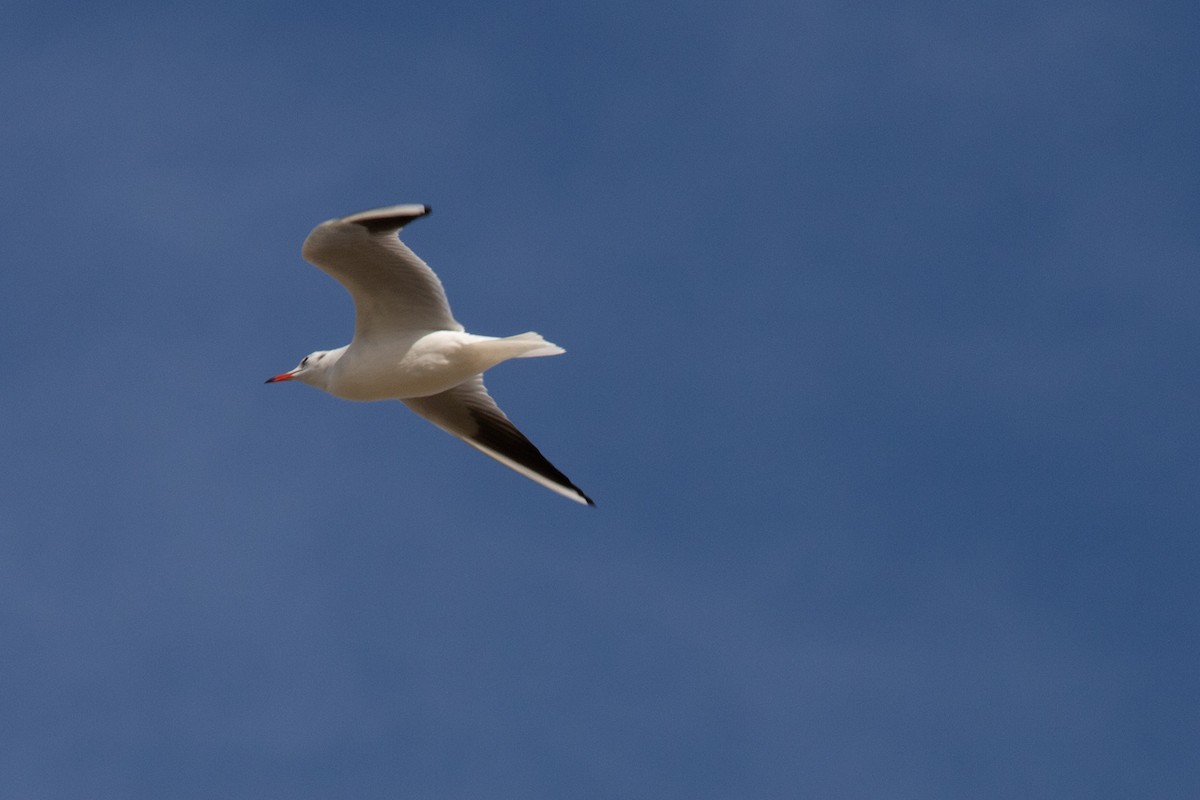 Mouette rieuse - ML645326643
