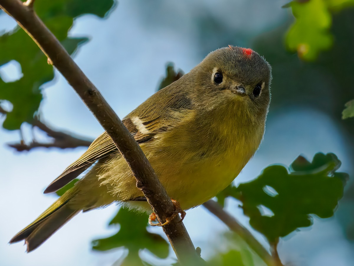 Roitelet à couronne rubis - ML645326644