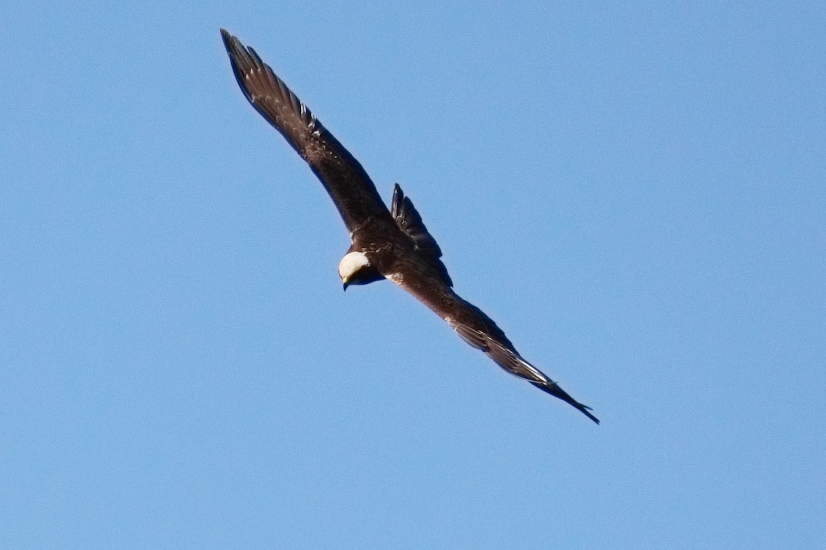 Busard des roseaux - ML645326645