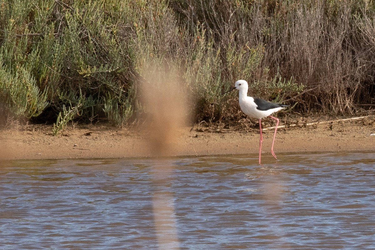 Échasse blanche - ML645326646