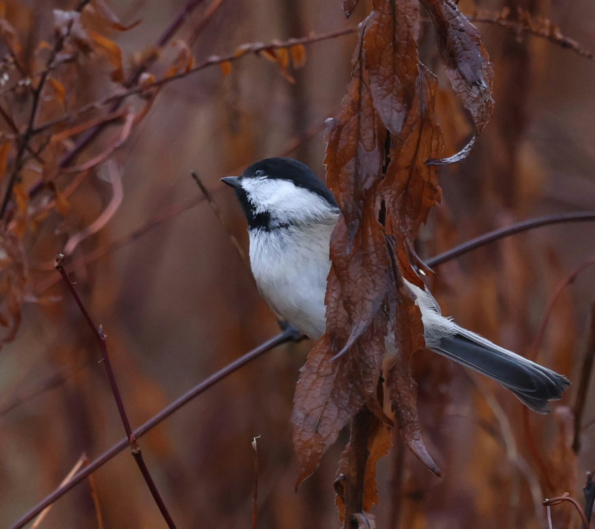 Mésange à tête noire - ML645326648