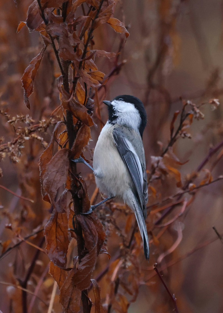 Mésange à tête noire - ML645326649
