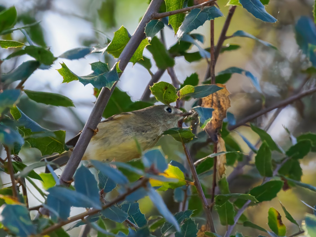 Roitelet à couronne rubis - ML645326650