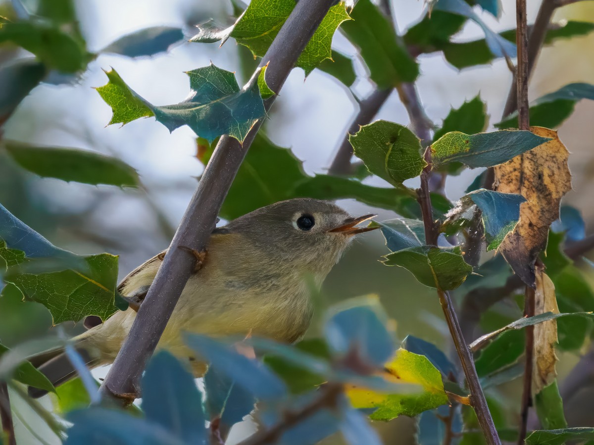 Roitelet à couronne rubis - ML645326651