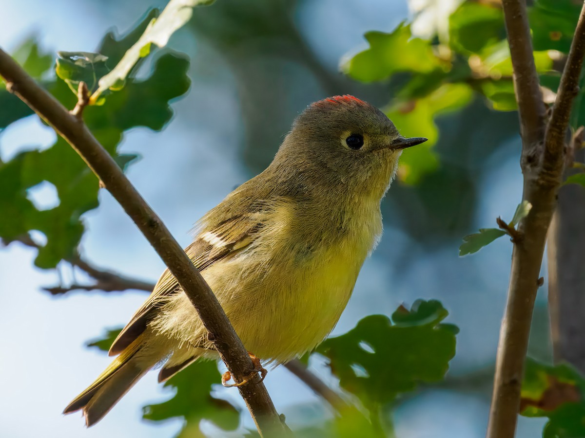 Roitelet à couronne rubis - ML645326652