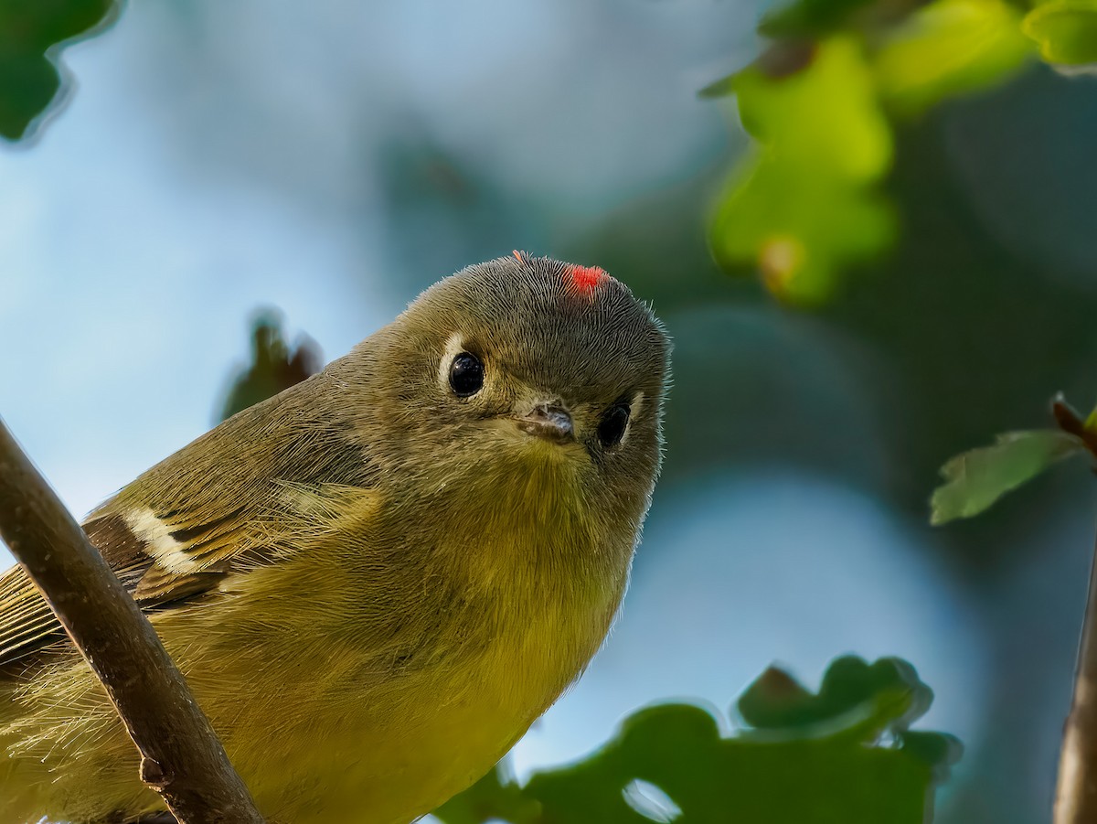 Roitelet à couronne rubis - ML645326653