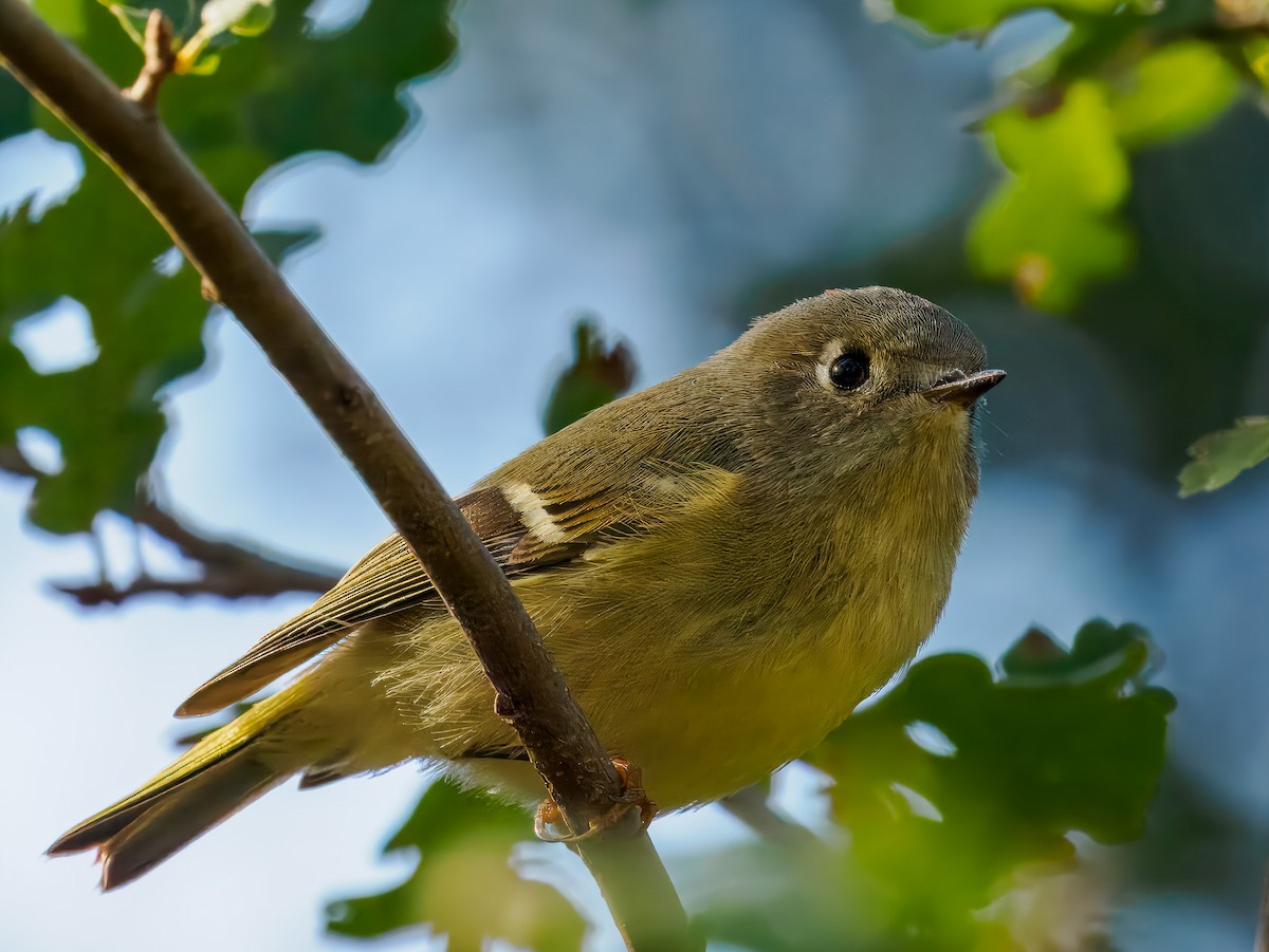 Roitelet à couronne rubis - ML645326654