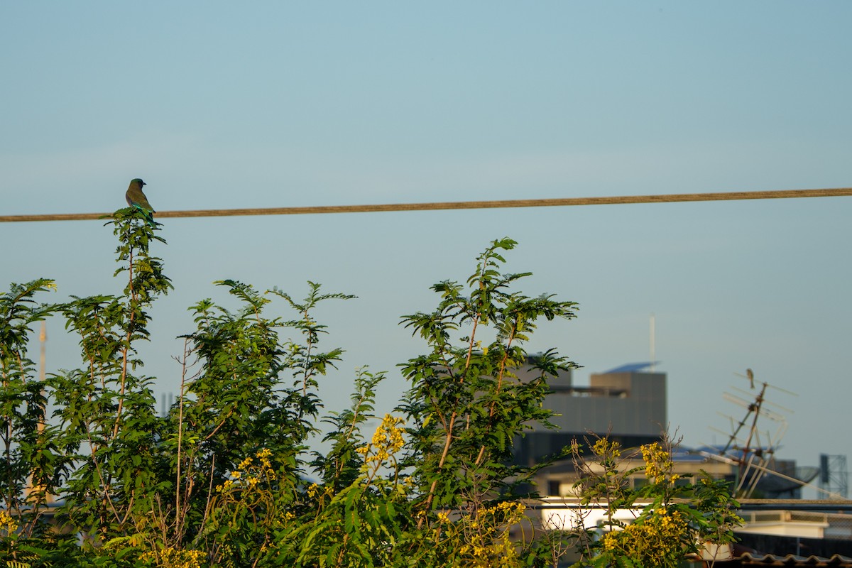 Drongo cendré - ML645326655