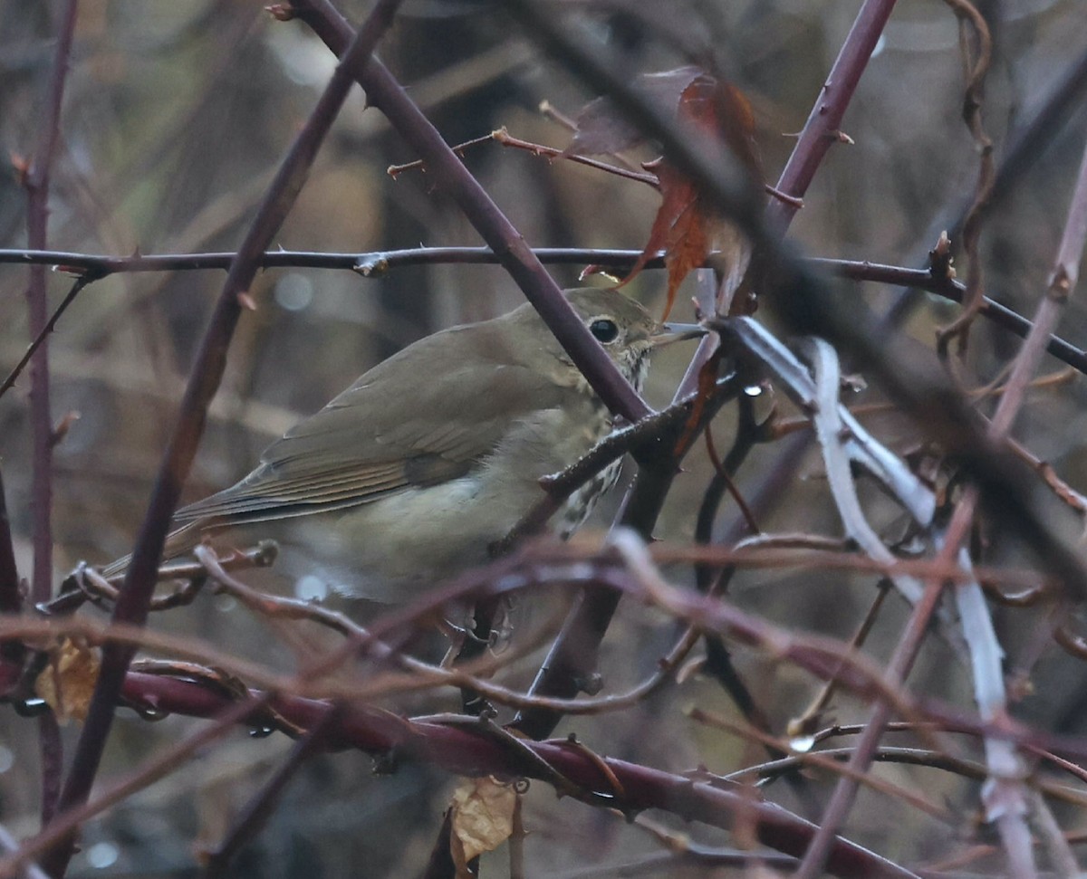 Grive solitaire - ML645326676