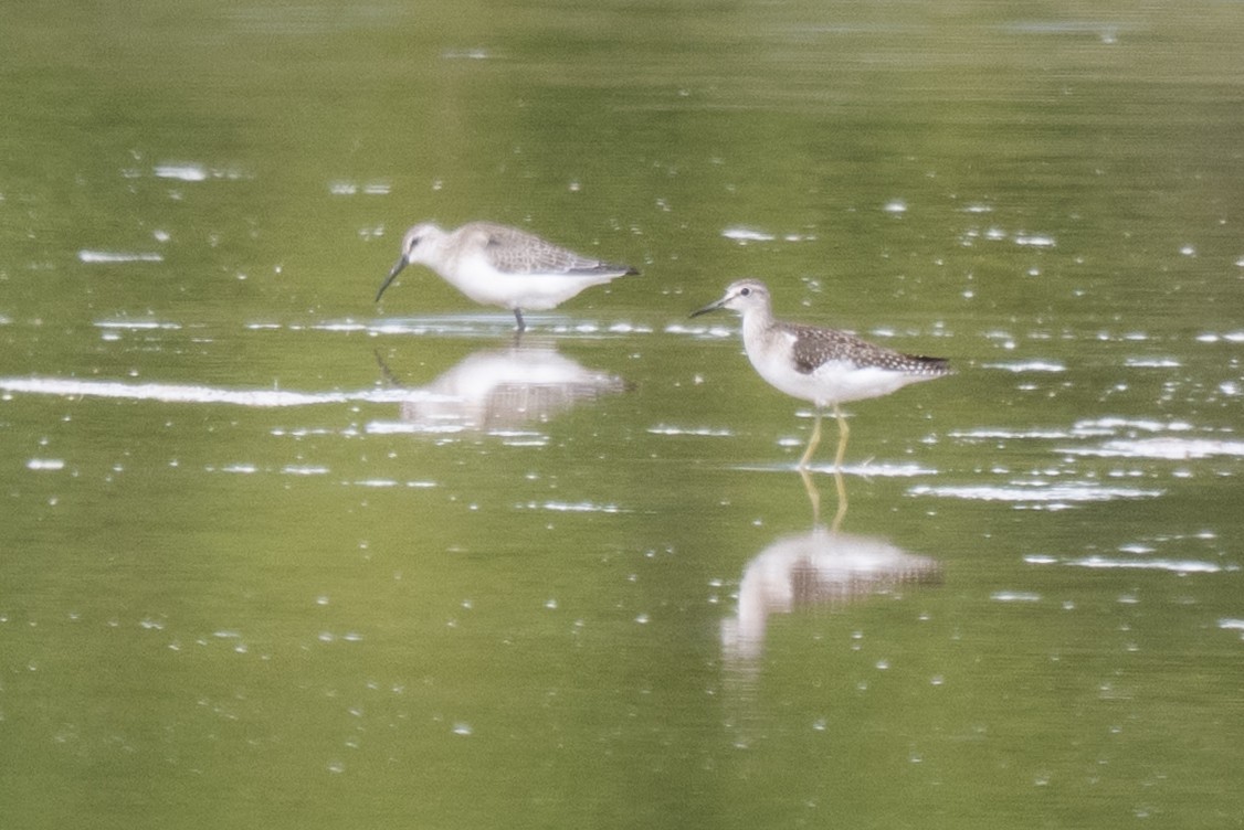 Wood Sandpiper - ML645326710