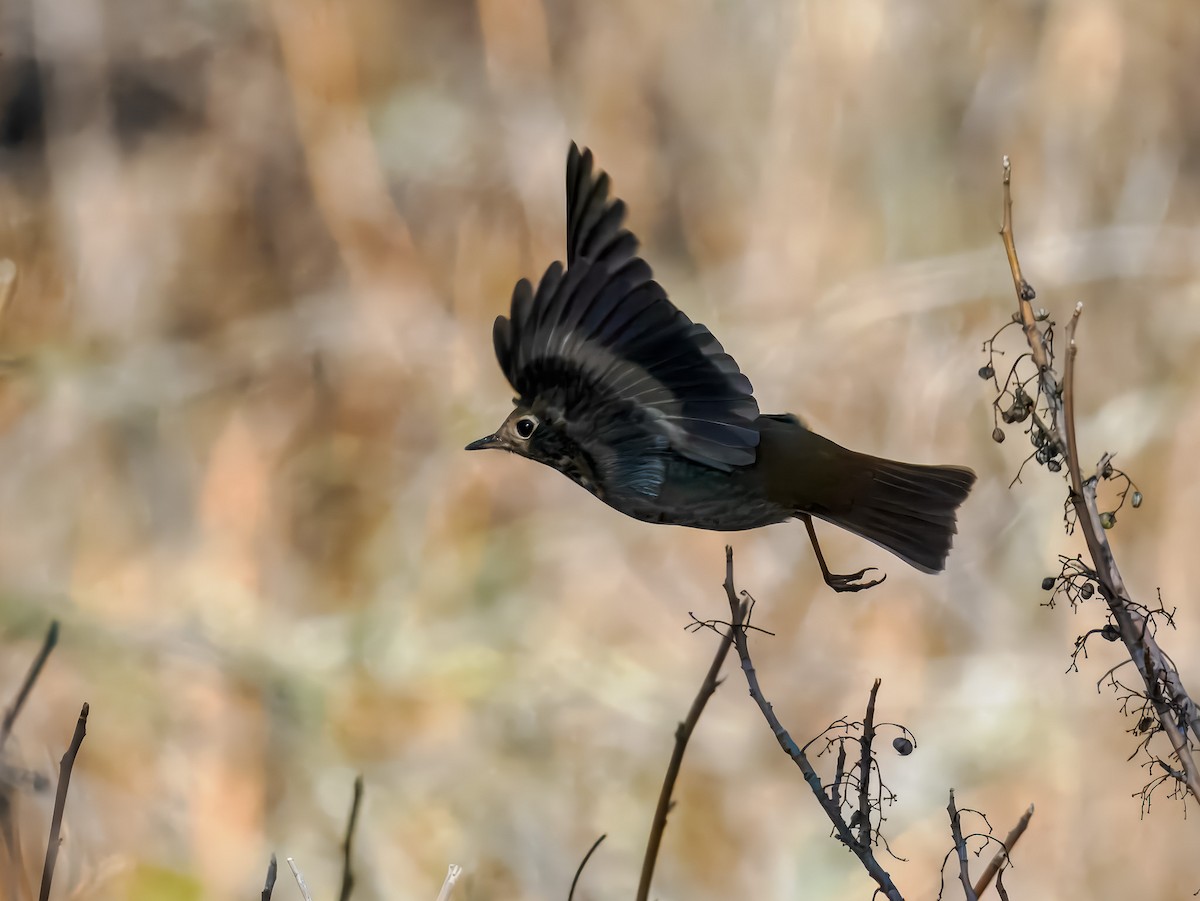 Grive solitaire - ML645326720