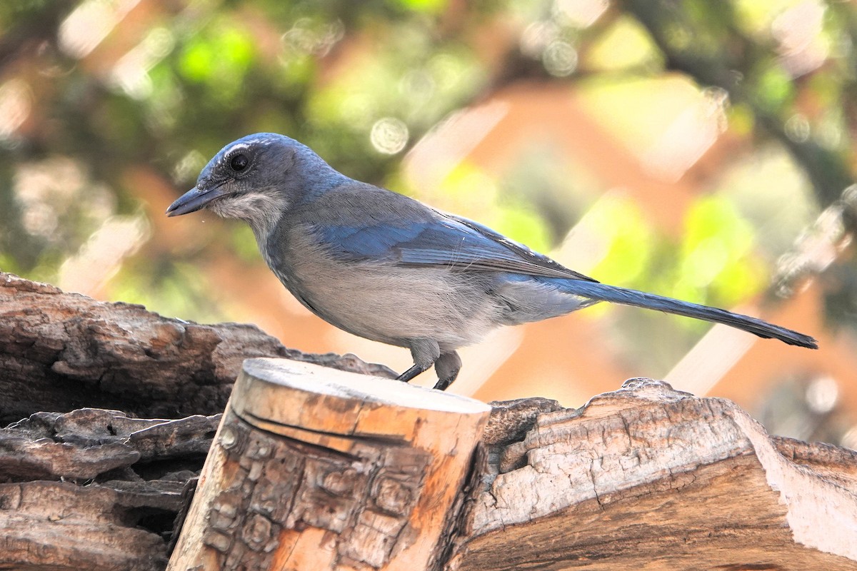 Woodhouse's Scrub-Jay - ML645326722