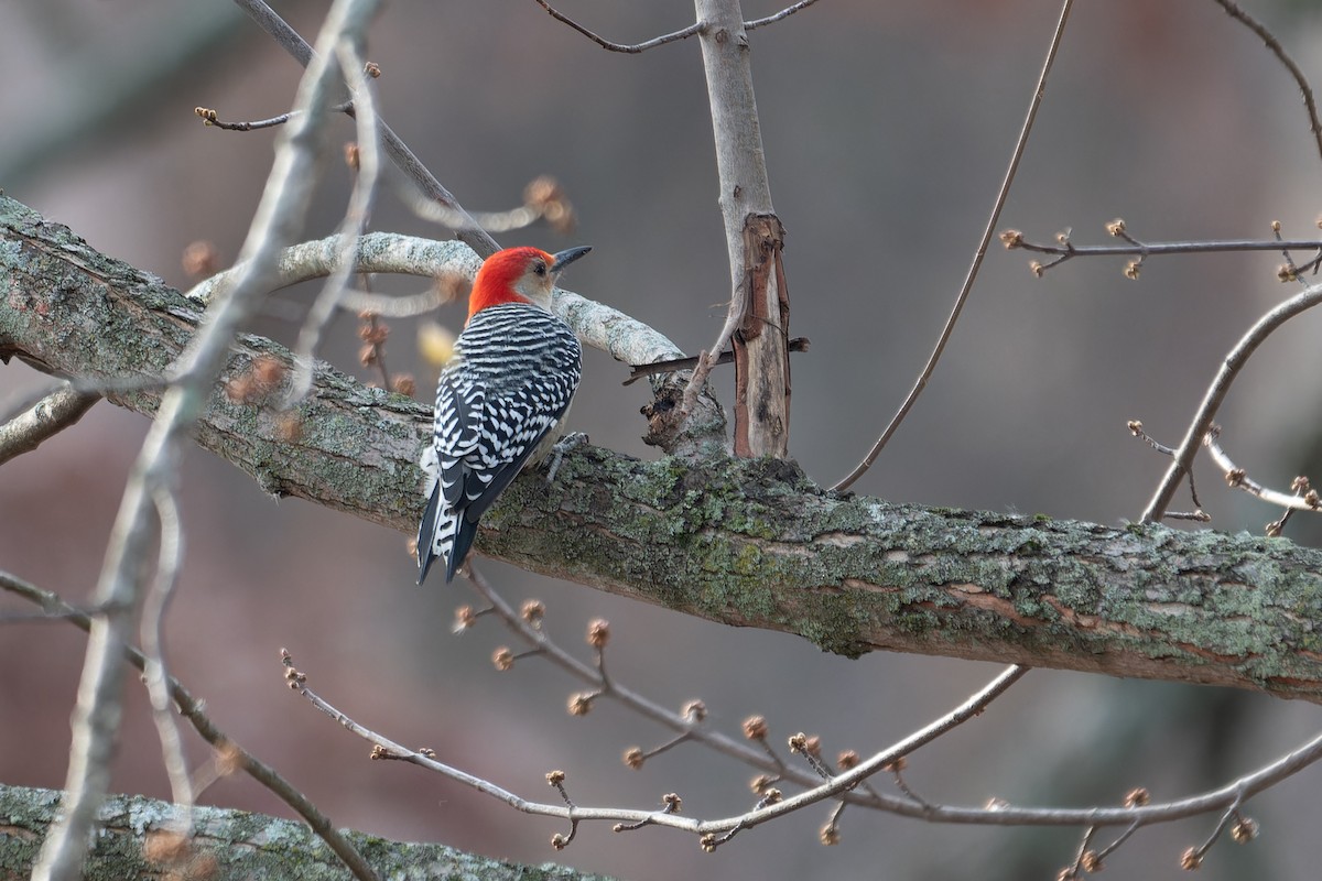 Red-bellied Woodpecker - ML645326723