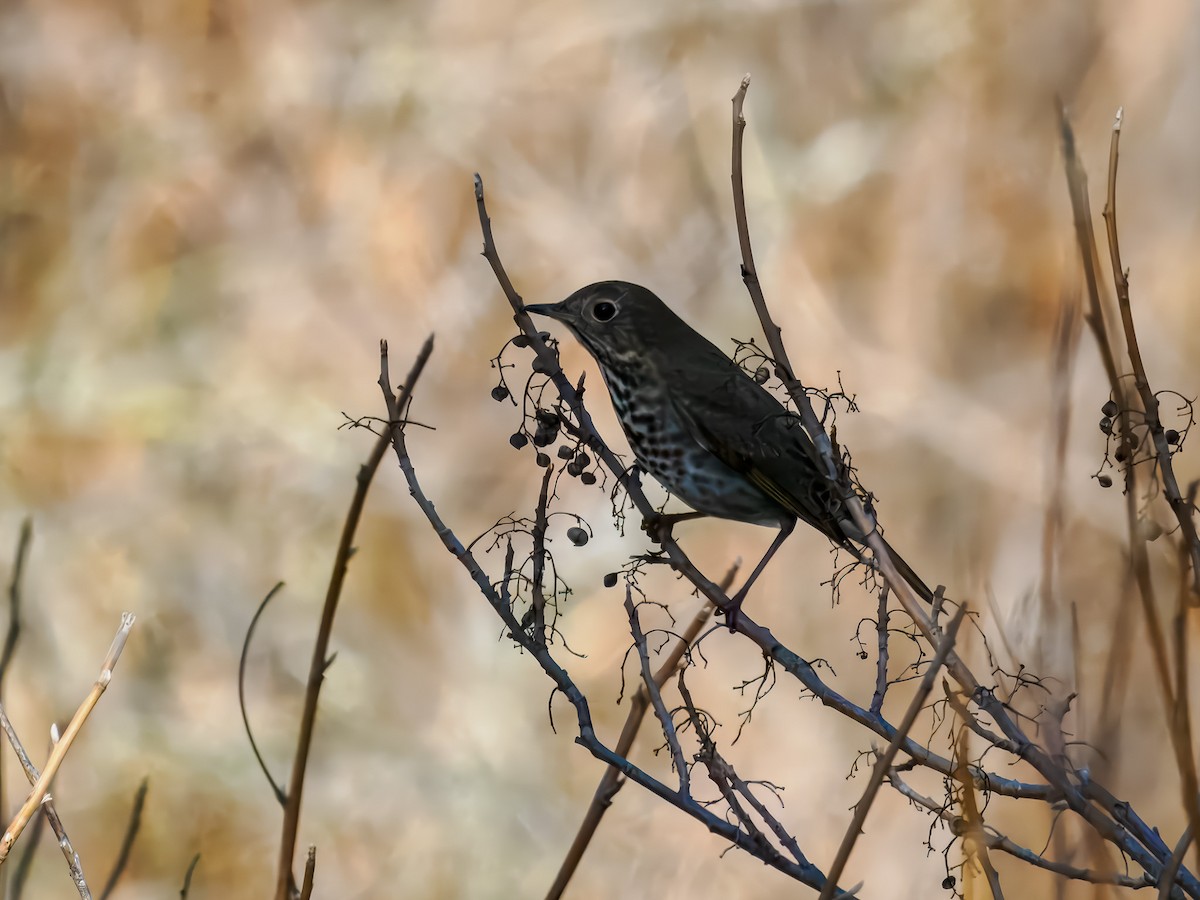 Hermit Thrush - ML645326724