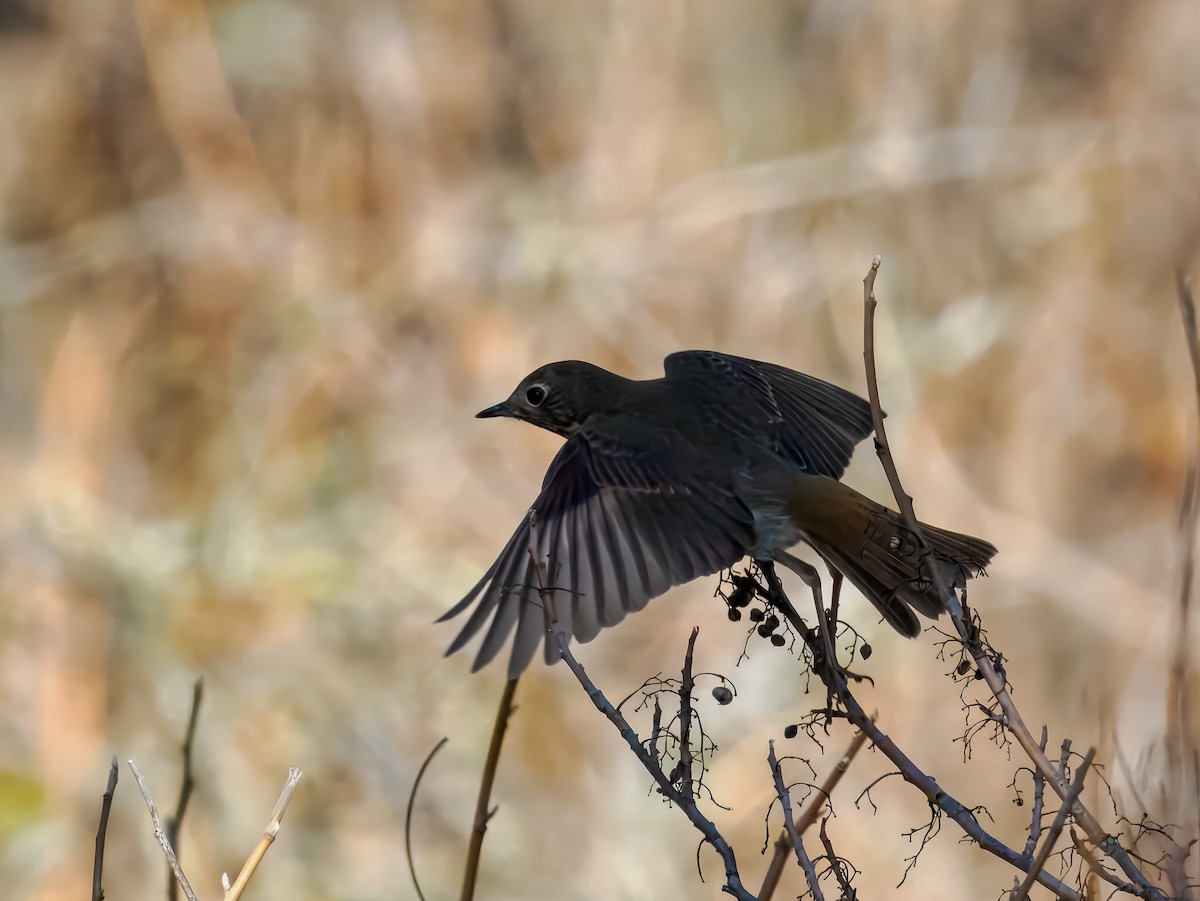 Hermit Thrush - ML645326725