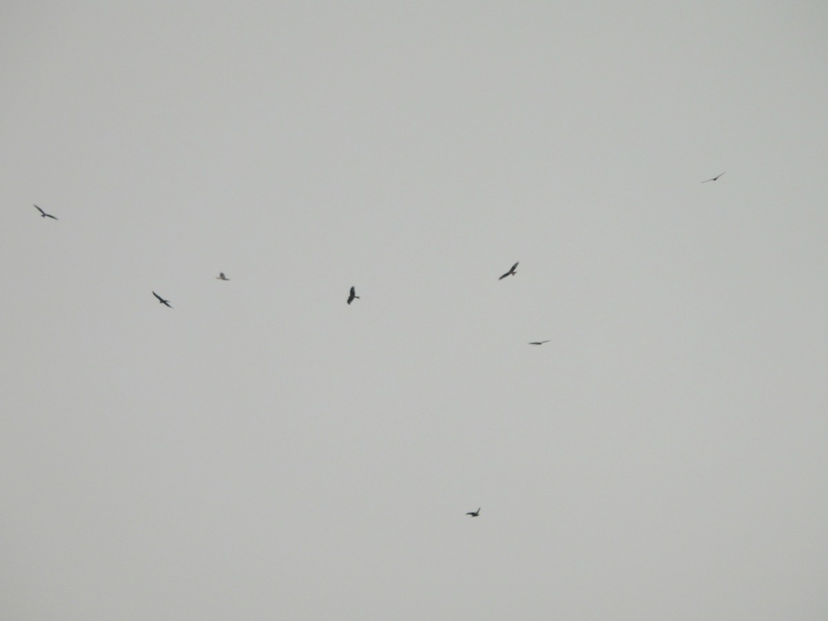 Red Kite - ML645326727