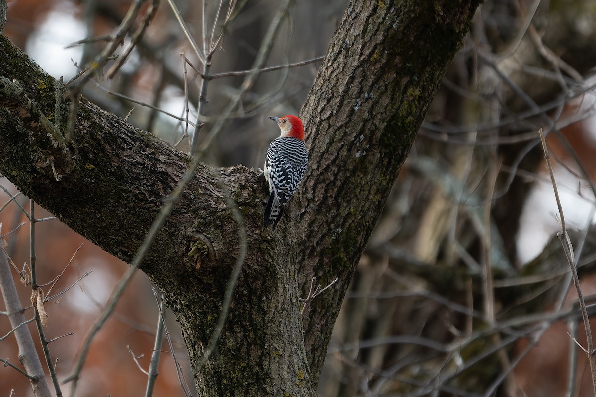 Red-bellied Woodpecker - ML645326728