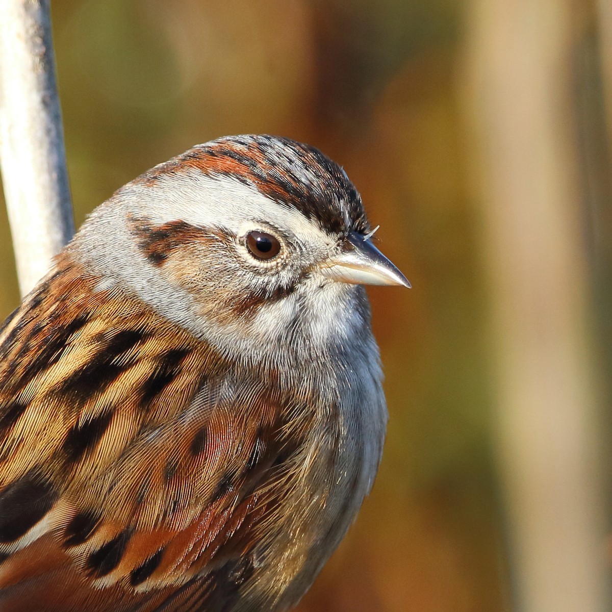 Swamp Sparrow - ML645326729