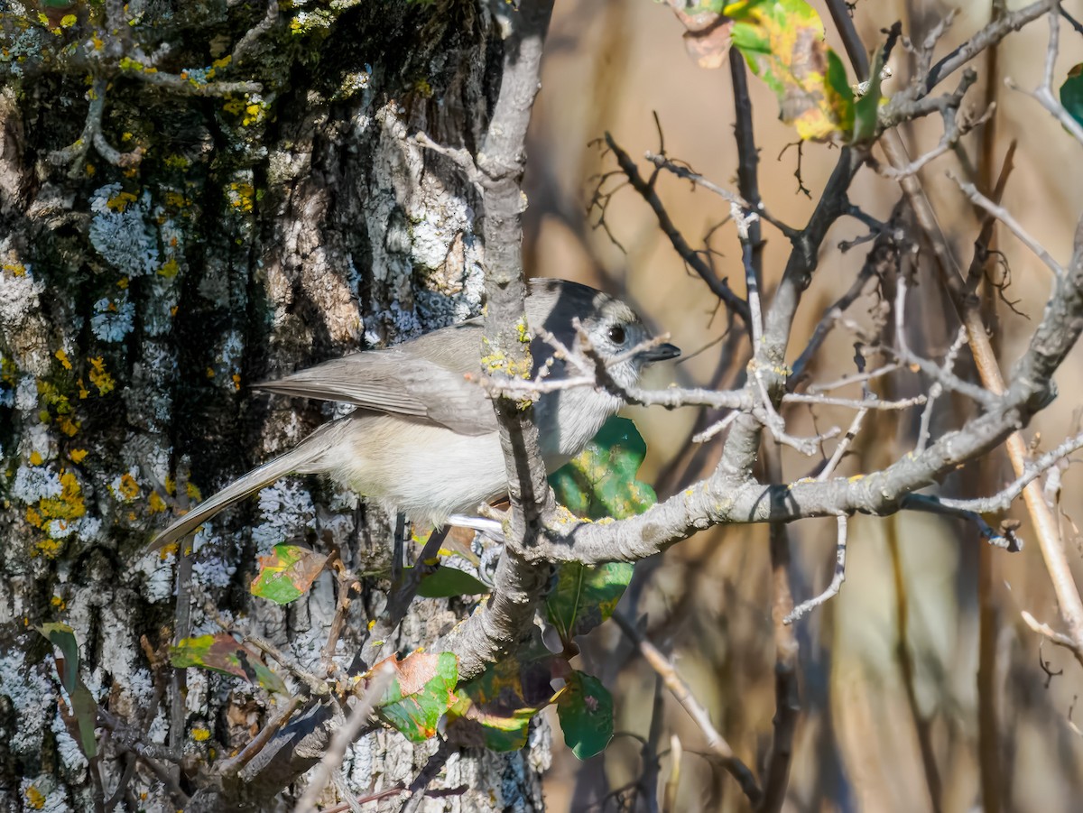 Oak Titmouse - ML645326731