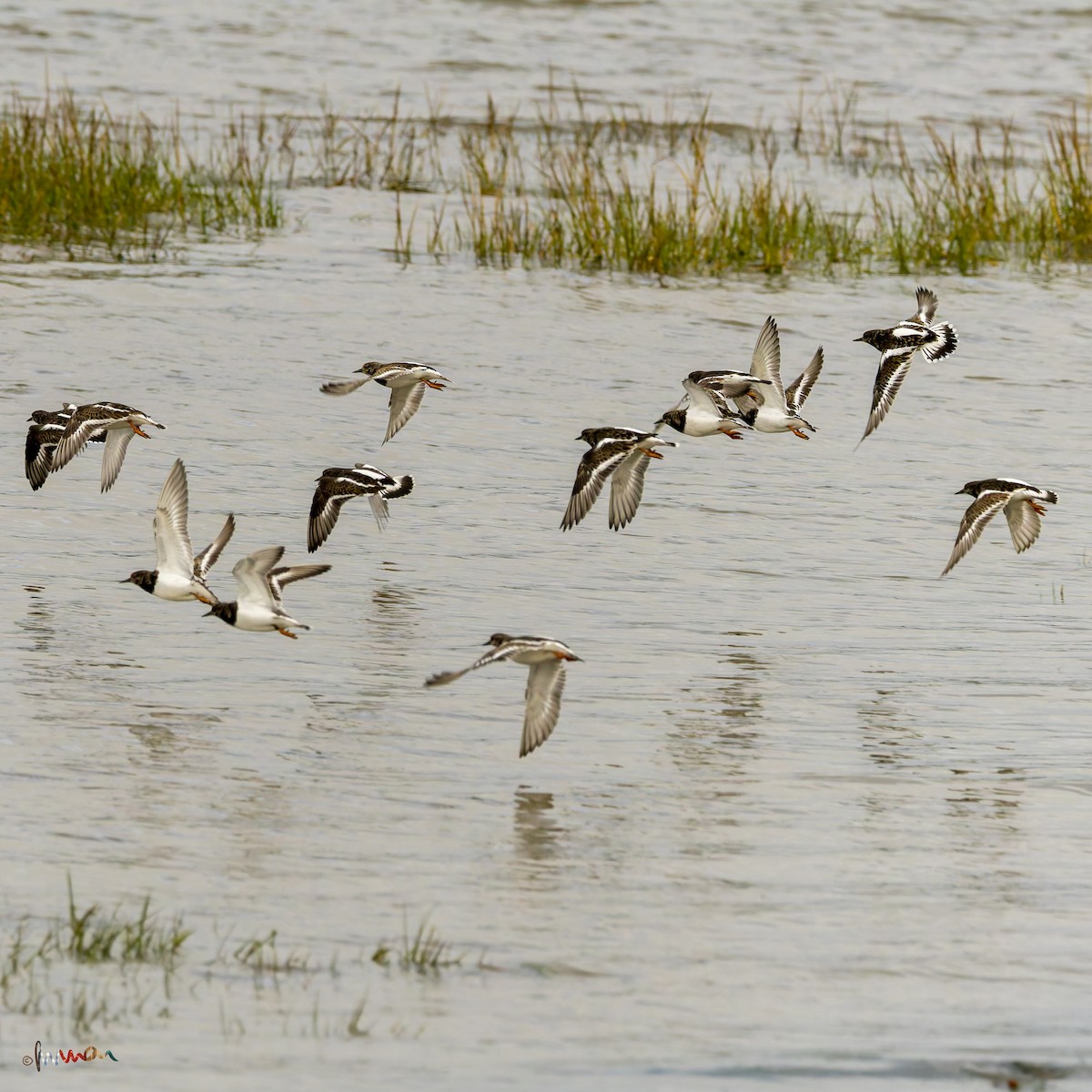 Ruddy Turnstone - ML645326732