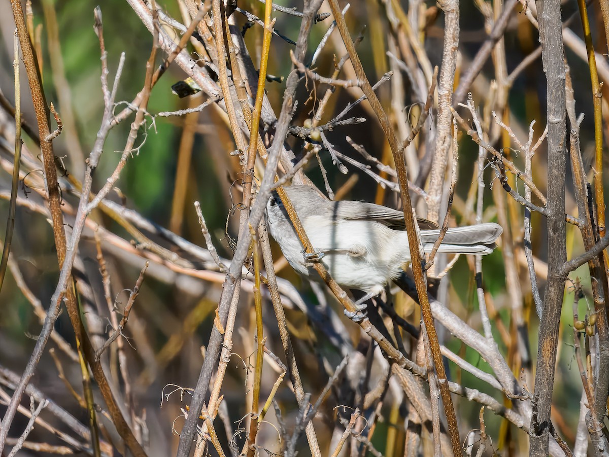 Oak Titmouse - ML645326733