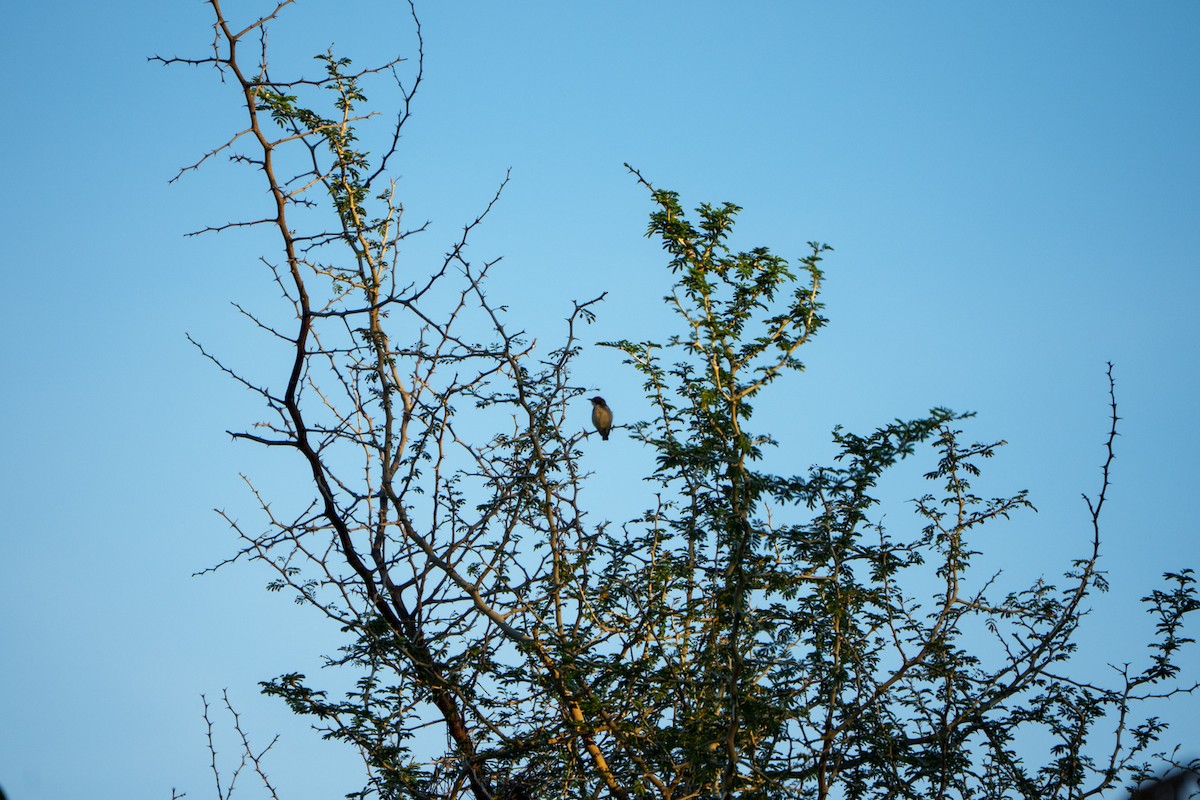 Scarlet-backed Flowerpecker - ML645326734