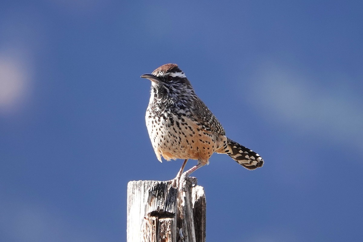 Cactus Wren - ML645326735