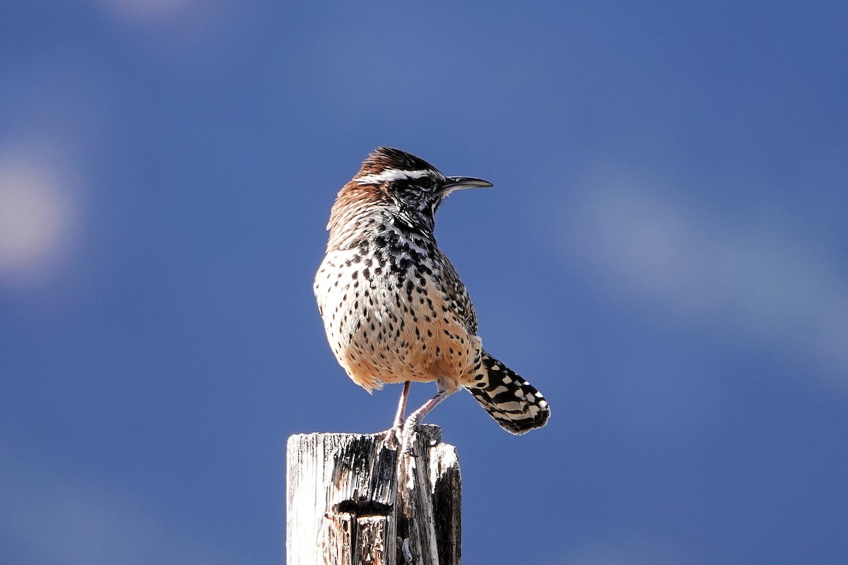 Cactus Wren - ML645326736