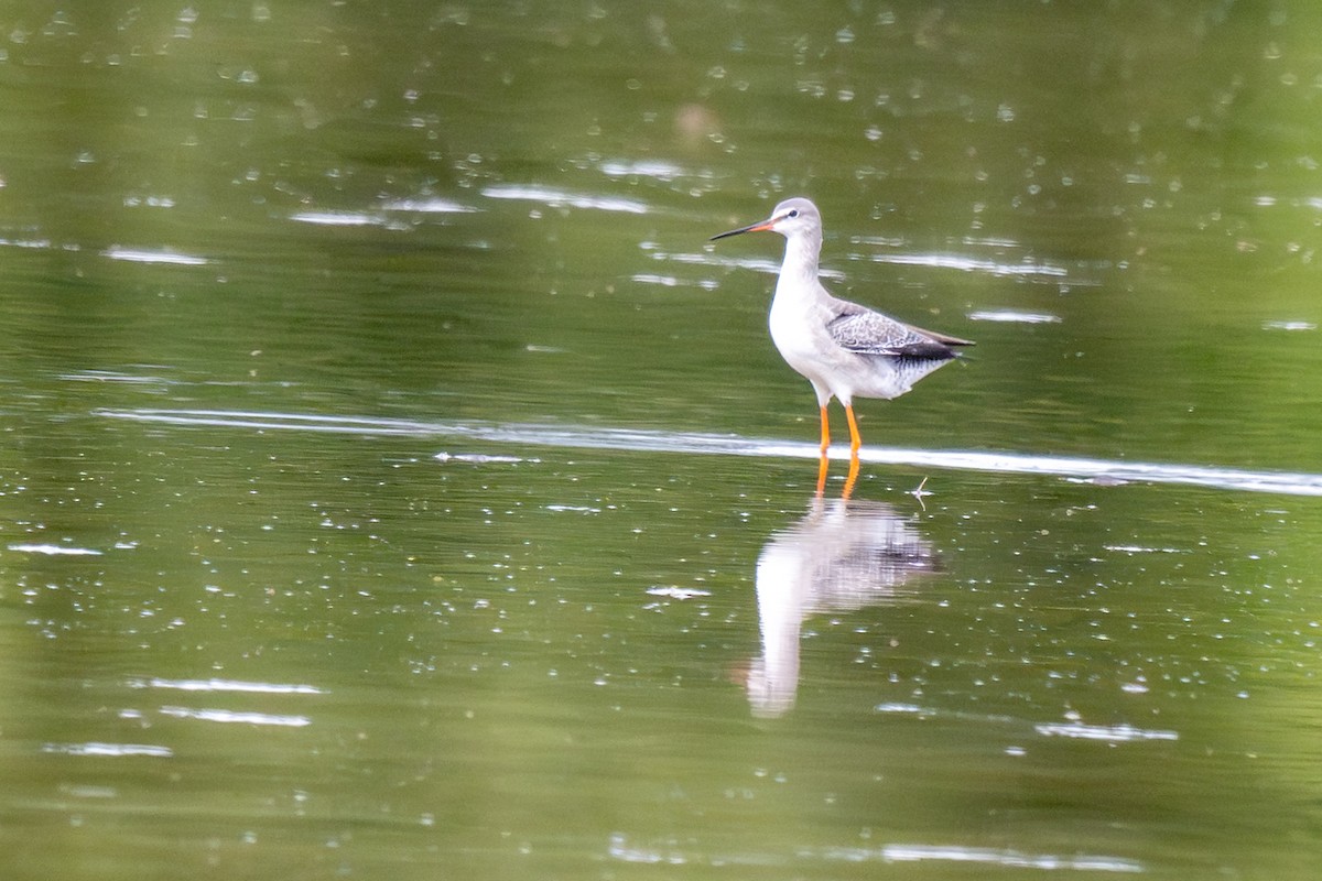 Spotted Redshank - ML645326737