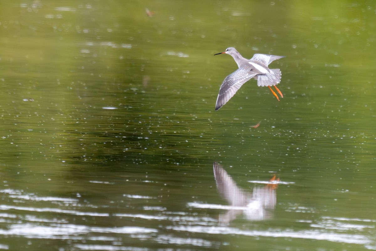 Spotted Redshank - ML645326738