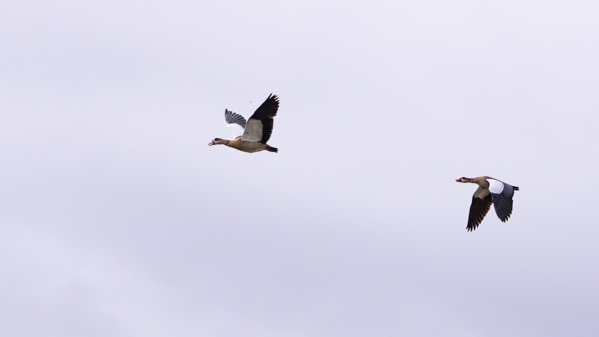 Egyptian Goose - ML645326739