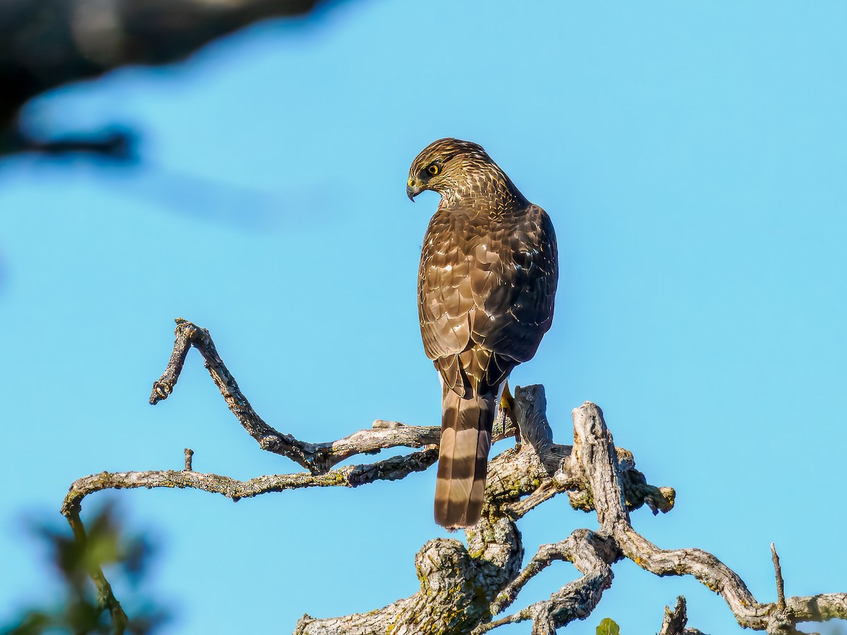 Cooper's Hawk - ML645326740